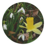 Snowdrops and Daffodil Spring Floral Classic Round Sticker