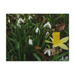 Snowdrops and Daffodil Spring Floral Postcard