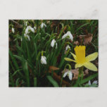 Snowdrops and Daffodil Spring Floral Postcard
