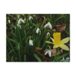 Snowdrops and Daffodil Spring Floral Postcard