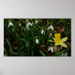 Snowdrops and Daffodil Spring Floral Poster