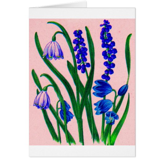 snowdrops and scilla (Front)