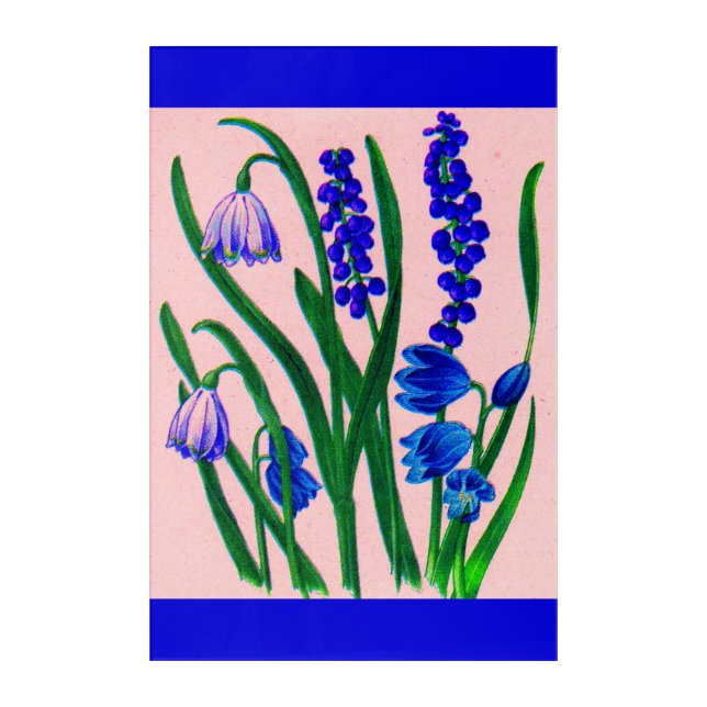 snowdrops and scilla acrylic print (Front)