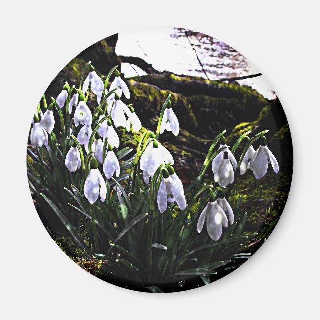 Snowdrops by River Hafren Fridge Magnet (Front)