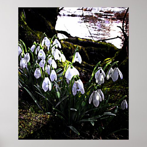 Snowdrops by River Hafren Print