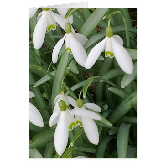 Snowdrops Card (Front)