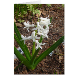 Snowdrops Cards