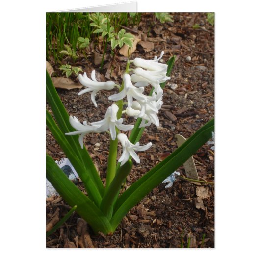 Snowdrops Cards (Front)