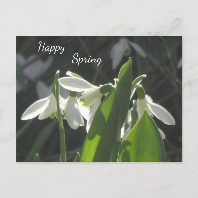 Snowdrops Cust. Text Postcard (Front)