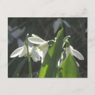 Snowdrops DIY Postcard