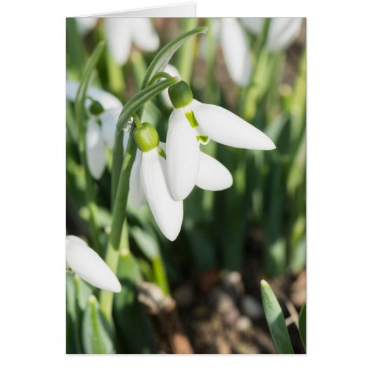 Snowdrops flowers cards (Front)