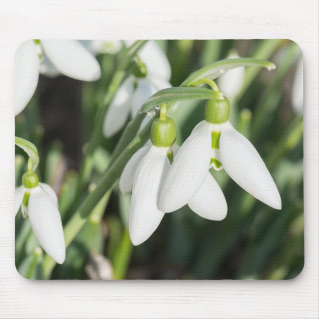 Snowdrops flowers mouse pad (Front)