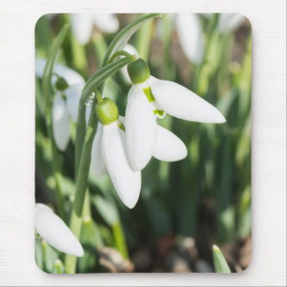 Snowdrops flowers mouse pad
