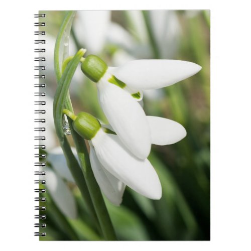 Snowdrops flowers notebook