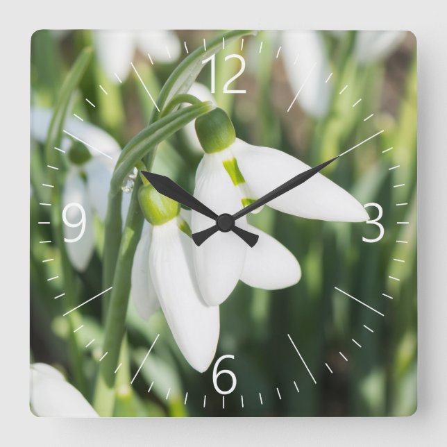 Snowdrops flowers square wall clock (Front)