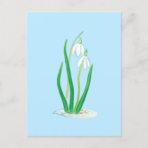 Snowdrops Galanthus nivalis Early Spring Flowers Postcard