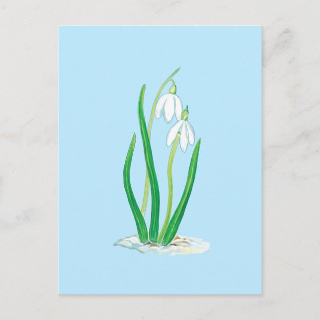 Snowdrops (Galanthus nivalis) Early Spring Flowers Postcard (Front)