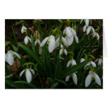 Snowdrops I (Galanthus) White Spring Flowers