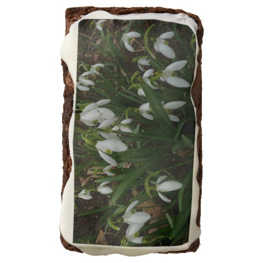 Snowdrops I (Galanthus) White Spring Flowers Brownie (Rotated)