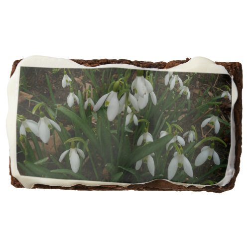 Snowdrops I Galanthus White Spring Flowers Brownie