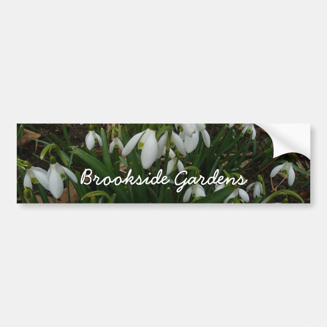 Snowdrops I (Galanthus) White Spring Flowers Bumper Sticker (Front)