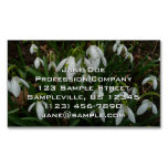Snowdrops I (Galanthus) White Spring Flowers Business Card Magnet