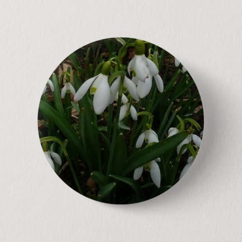 Snowdrops I Galanthus White Spring Flowers Button