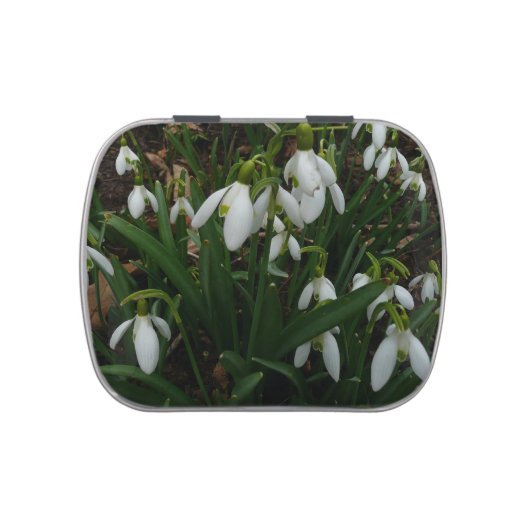 Snowdrops I (Galanthus) White Spring Flowers Candy Tin (Top)