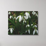 Snowdrops I (Galanthus) White Spring Flowers Canvas Print