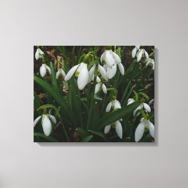 Snowdrops I (Galanthus) White Spring Flowers Canvas Print (Front)