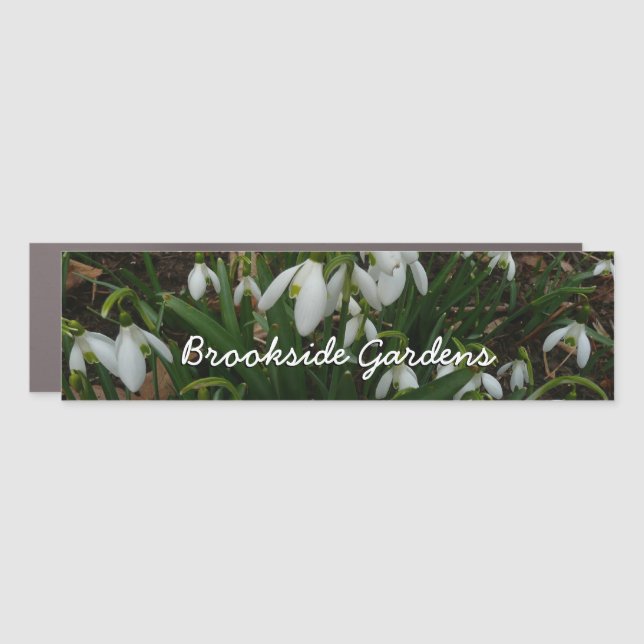 Snowdrops I (Galanthus) White Spring Flowers Car Magnet (Front)