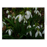 Snowdrops I (Galanthus) White Spring Flowers Card