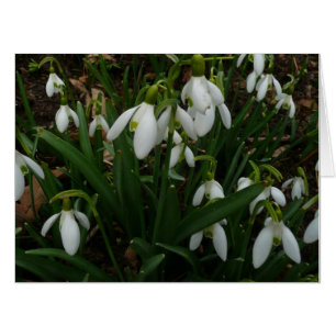 Snowdrops I (Galanthus) White Spring Flowers Card