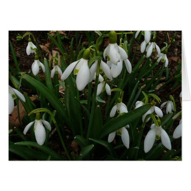 Snowdrops I (Galanthus) White Spring Flowers Card (Front Horizontal)
