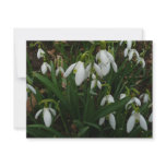 Snowdrops I (Galanthus) White Spring Flowers Card