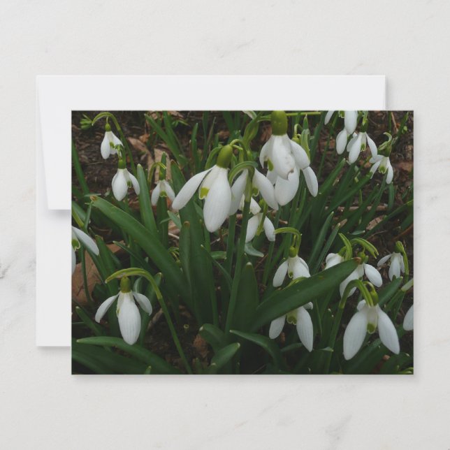 Snowdrops I (Galanthus) White Spring Flowers Card (Front)