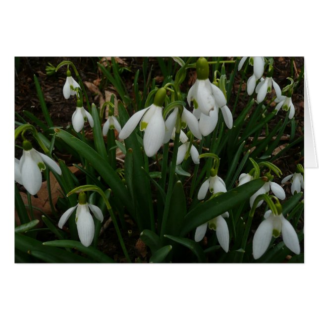 Snowdrops I (Galanthus) White Spring Flowers Cards (Front Horizontal)