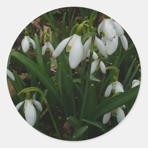 Snowdrops I Galanthus White Spring Flowers Classic Round Sticker