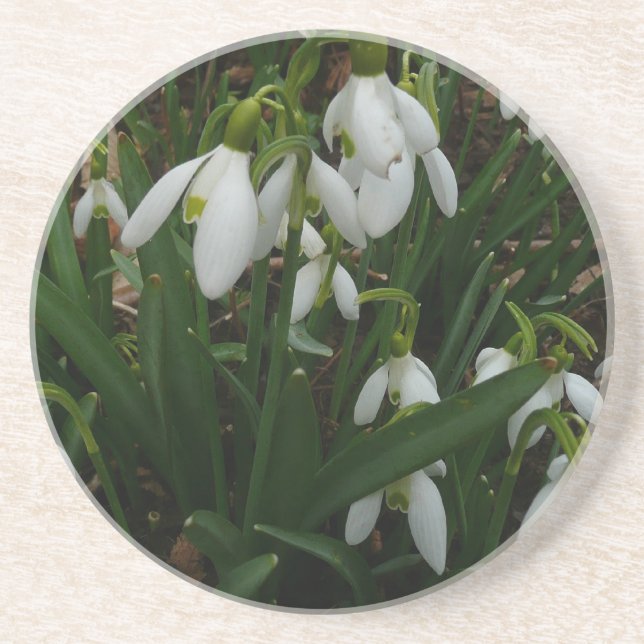 Snowdrops I (Galanthus) White Spring Flowers Drink Coaster (Front)