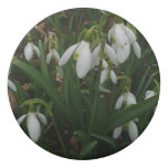 Snowdrops I (Galanthus) White Spring Flowers Eraser