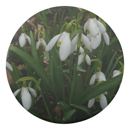 Snowdrops I Galanthus White Spring Flowers Eraser