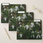 Snowdrops I (Galanthus) White Spring Flowers File Folder