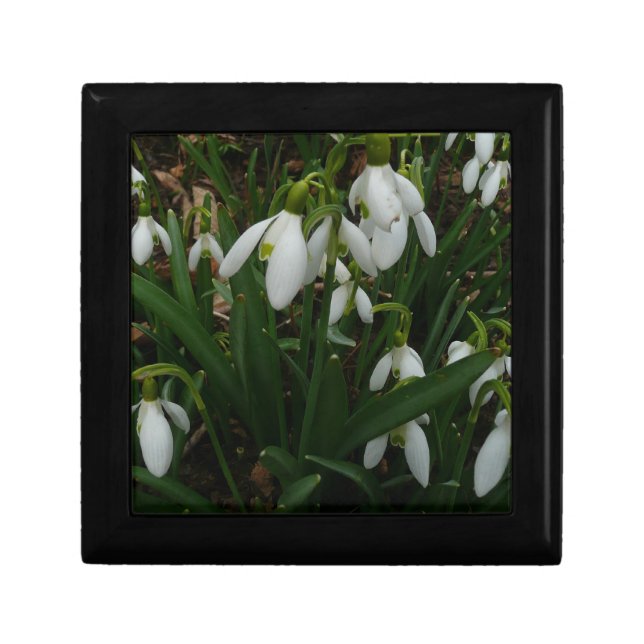 Snowdrops I (Galanthus) White Spring Flowers Gift Box (Front)