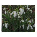 Snowdrops I (Galanthus) White Spring Flowers Jigsaw Puzzle