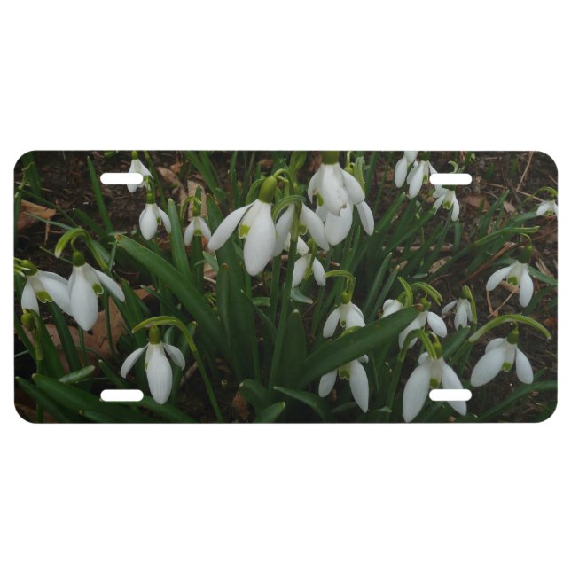 Snowdrops I (Galanthus) White Spring Flowers License Plate (Front)