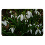Snowdrops I (Galanthus) White Spring Flowers Magnet