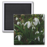 Snowdrops I (Galanthus) White Spring Flowers Magnet