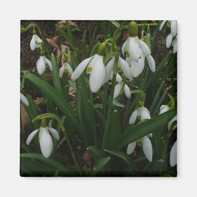 Snowdrops I (Galanthus) White Spring Flowers Magnet (Front)
