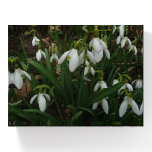 Snowdrops I (Galanthus) White Spring Flowers Paperweight