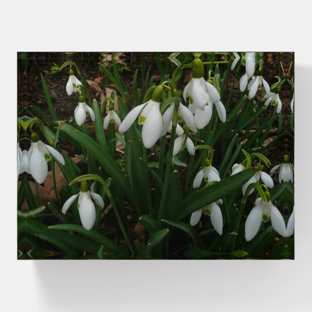 Snowdrops I (Galanthus) White Spring Flowers Paperweight (Front)